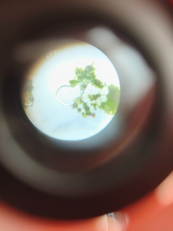 Řasy pod mikroskopem