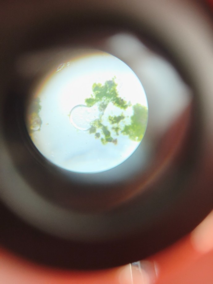 Řasy pod mikroskopem