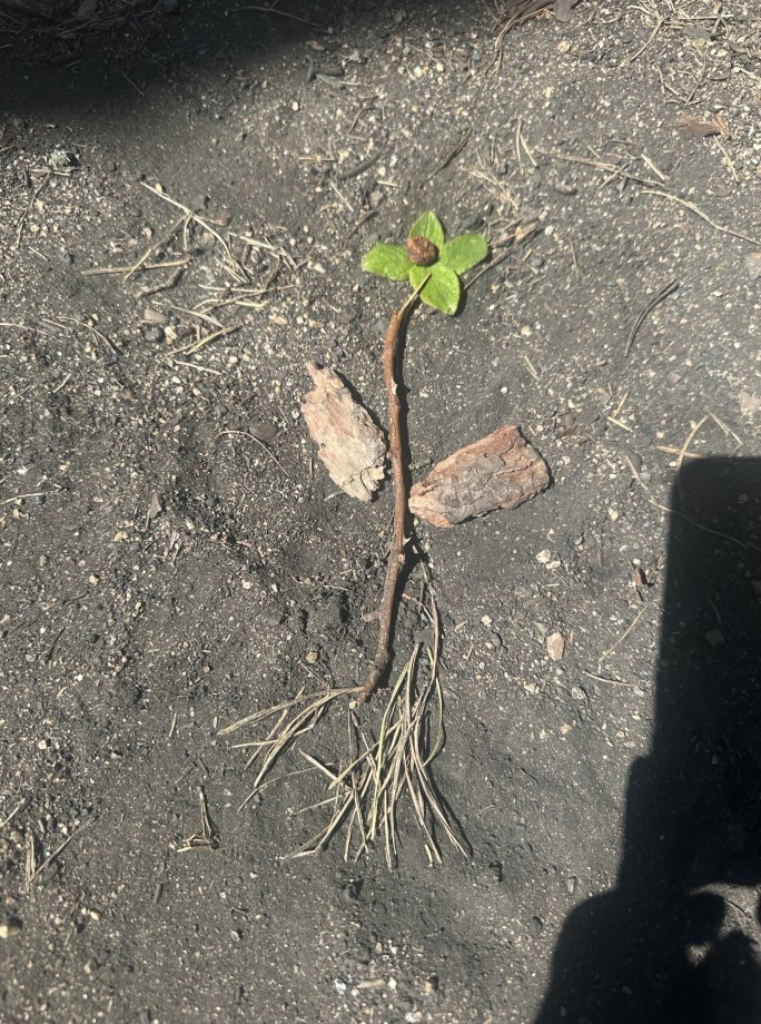 Land art aneb propojení výtvarky s přírodopisem